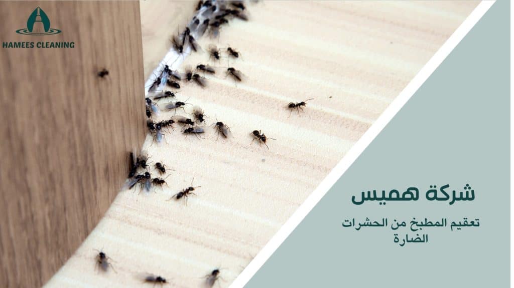 مكافحة حشرات المطبخ في قطر