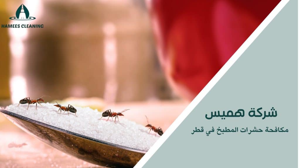 مكافحة حشرات المطبخ في قطر