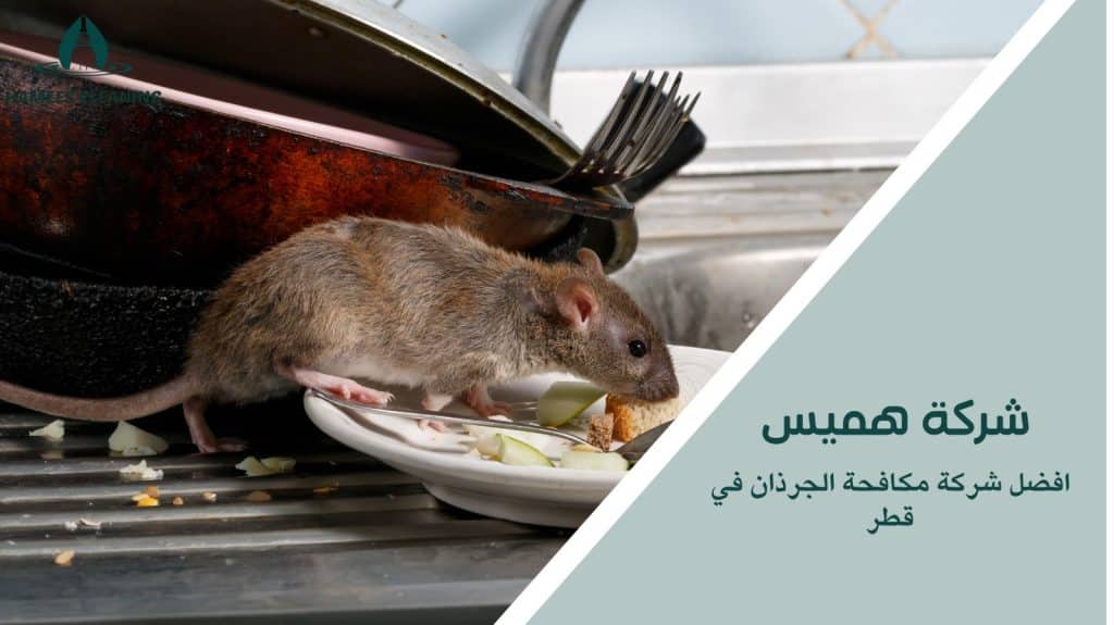 مكافحة الجرذان في قطر