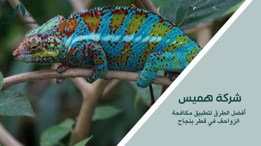 مكافحة الزواحف في قطر