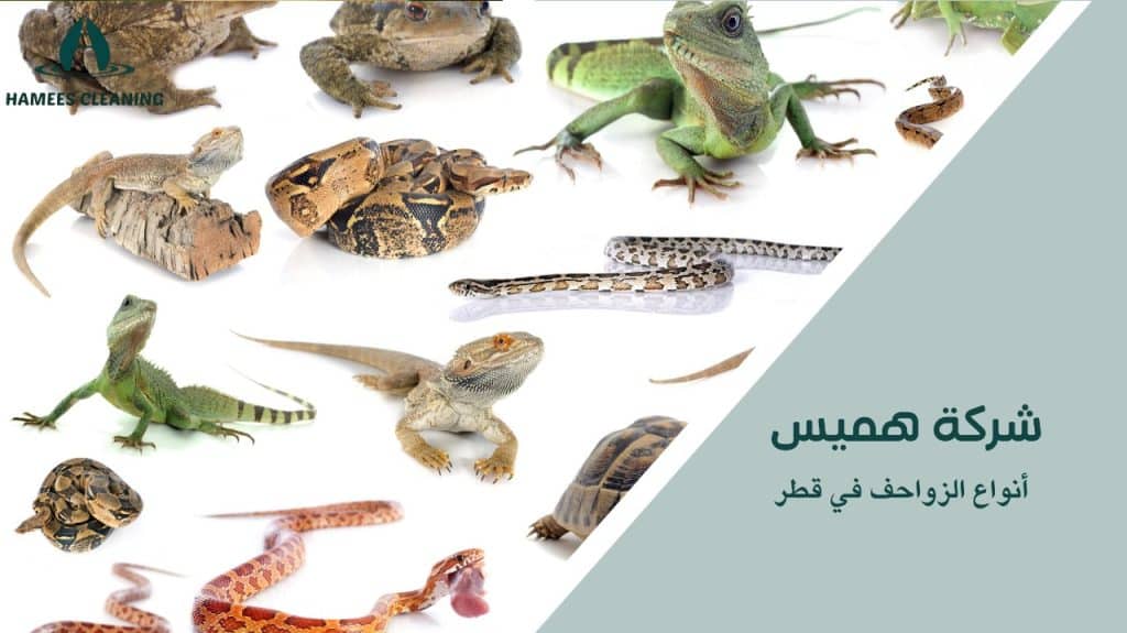 مكافحة الزواحف في قطر