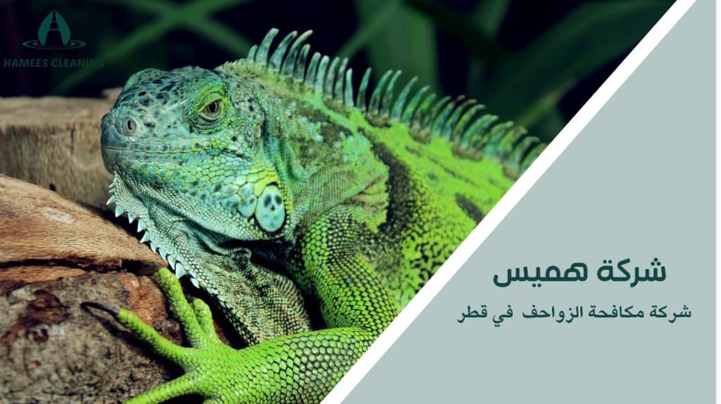 مكافحة الزواحف في قطر