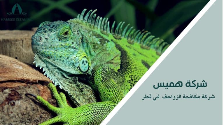 مكافحة الزواحف في قطر