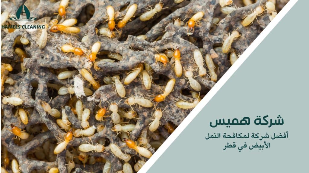 شركة مكافحة النمل الأبيض قطر