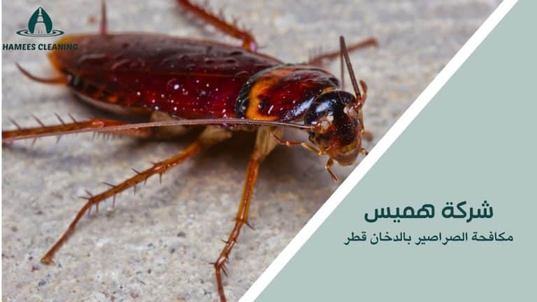 مكافحة الصراصير بالدخان قطر