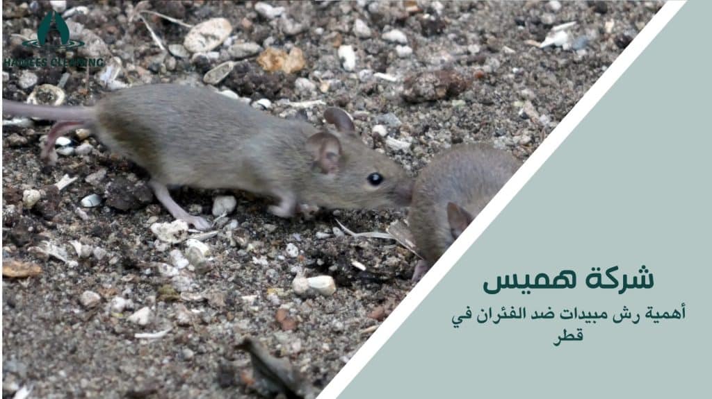 رش مبيدات ضد الفئران في قطر