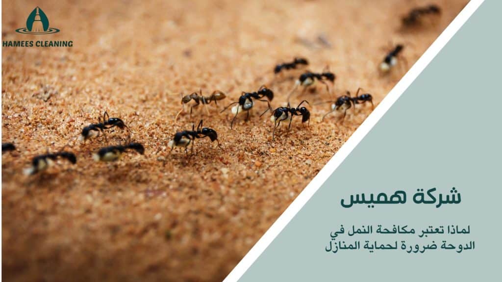 مكافحة النمل في الدوحة