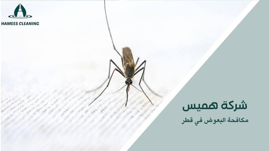 مكافحة حشرات في قطر