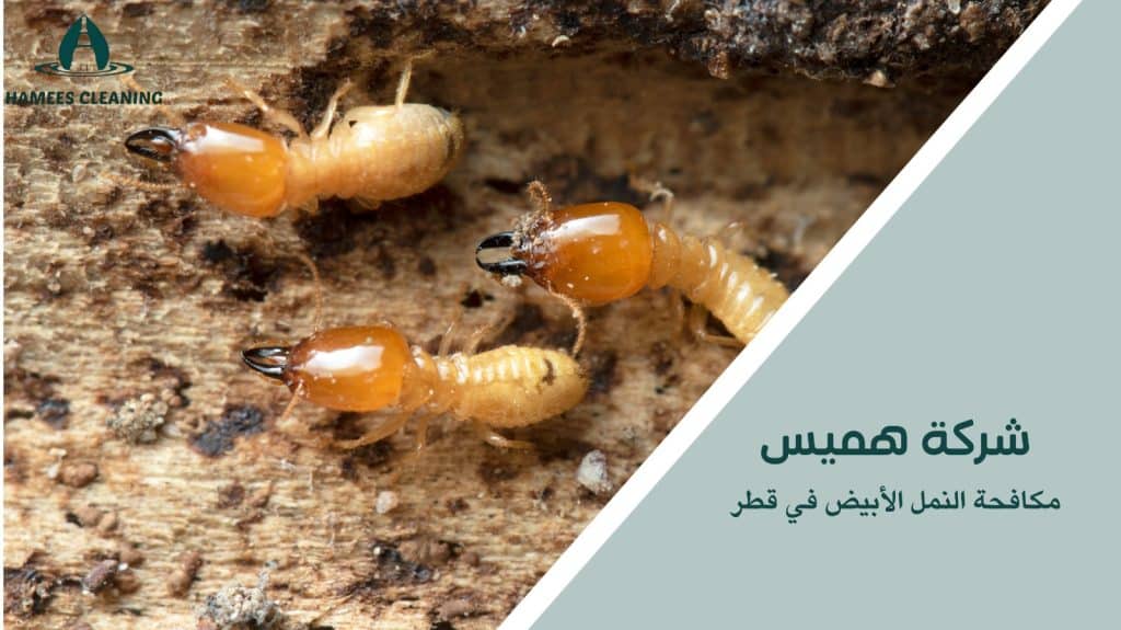  مكافحة النمل الأبيض في قطر