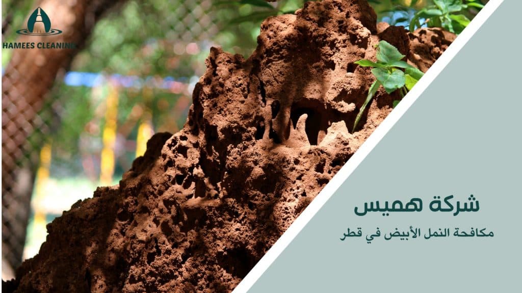 مكافحة النمل الأبيض في قطر