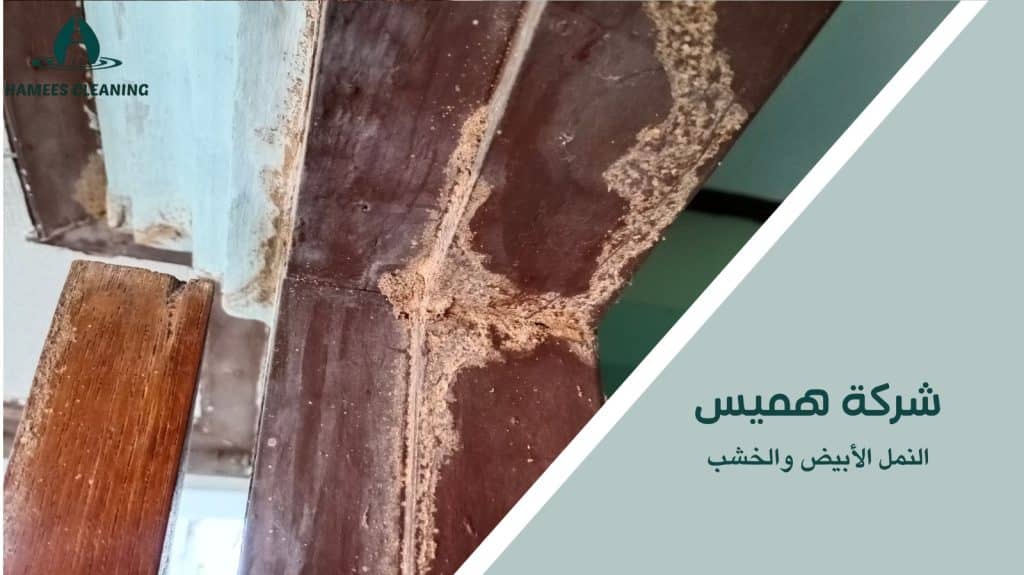 مكافحة النمل الأبيض في قطر