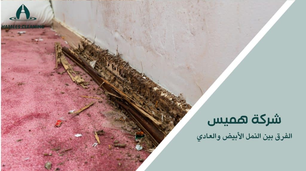 مكافحة النمل الأبيض في قطر