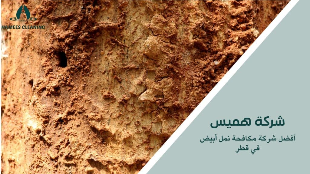 مكافحة النمل الأبيض في قطر