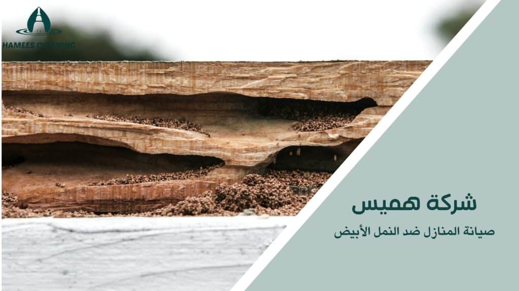 مكافحة النمل الأبيض في قطر