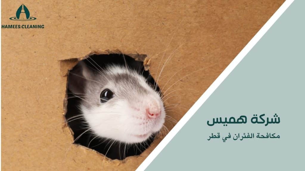 مكافحة الفئران في قطر