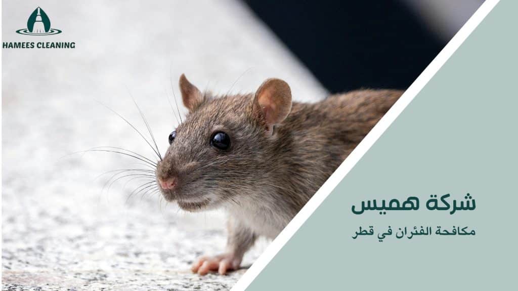 مكافحة الفئران في قطر
