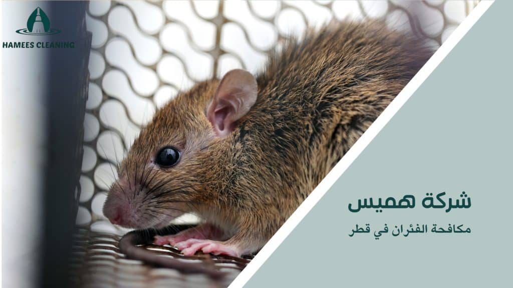 مكافحة الفئران بأسعار مناسبة في قطر