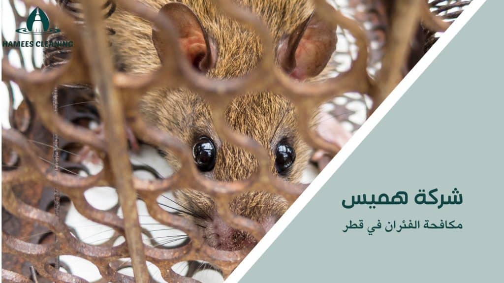 التخلص النهائي من الفئران في قطر