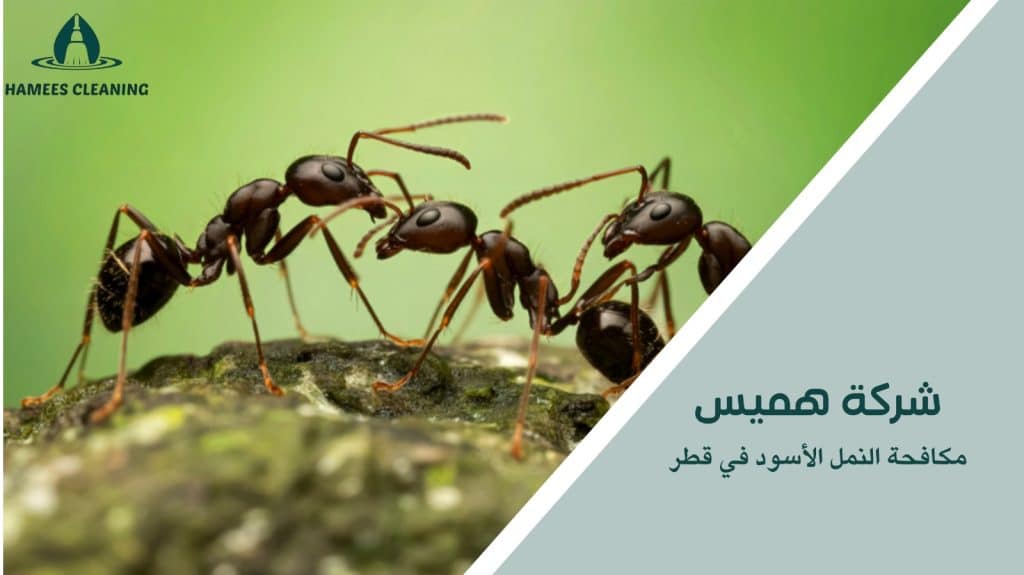 خطوات مكافحة النمل الأسود في قطر