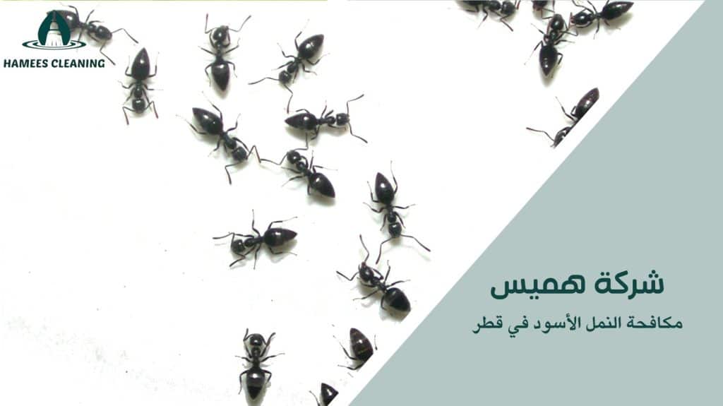 استراتيجيات فعالة لمكافحة النمل الأسود في قطر