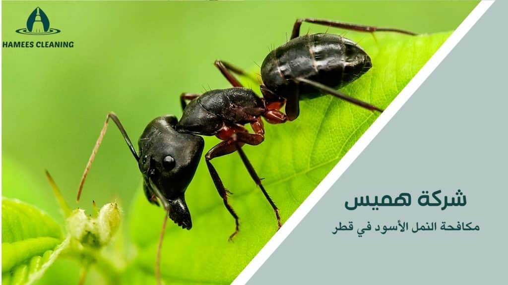 أخطاء شائعة في مكافحة النمل الأسود في قطر