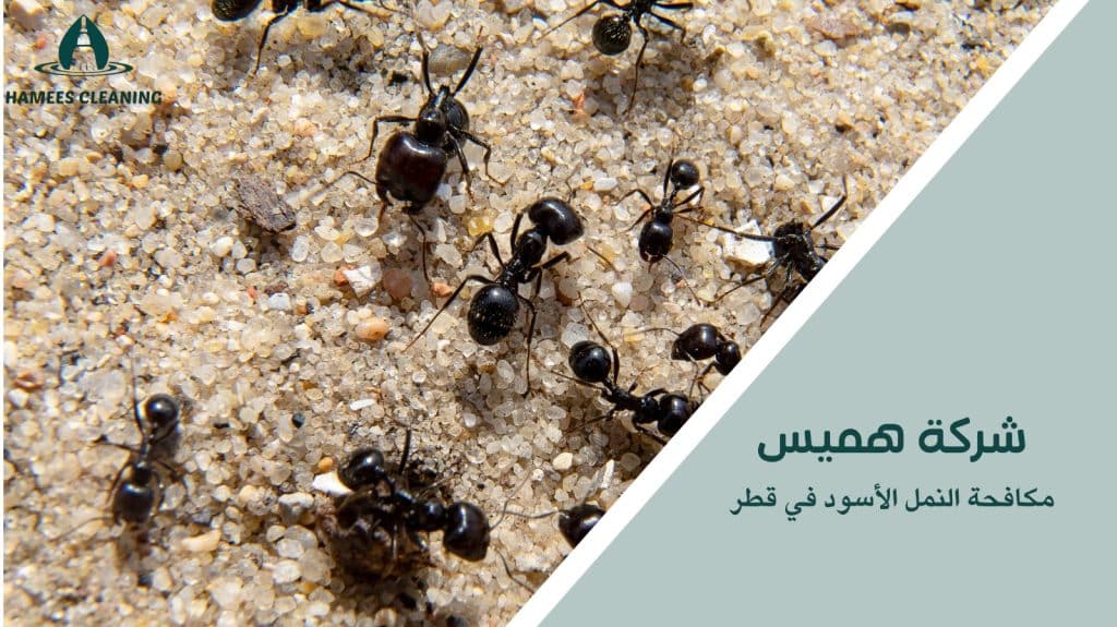 مكافحة النمل الأسود في قطر