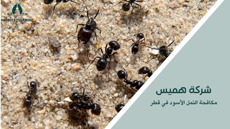 مكافحة النمل الأسود في قطر