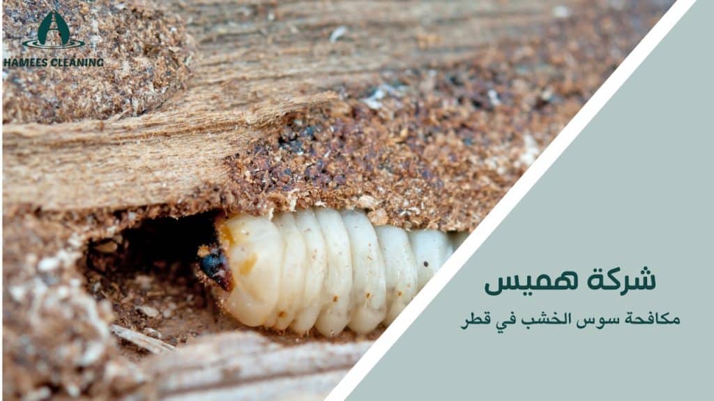 خدمات مكافحة سوس الخشب في قطر