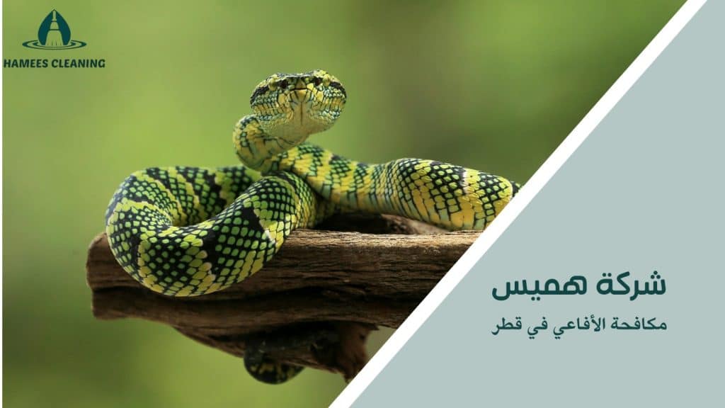 خطوات مكافحة الأفاعي في قطر