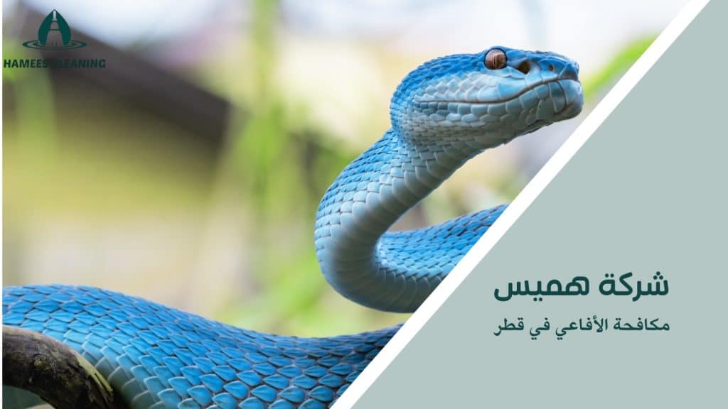 كيفية تجنب الأخطاء أثناء مكافحة الأفاعي في قطر