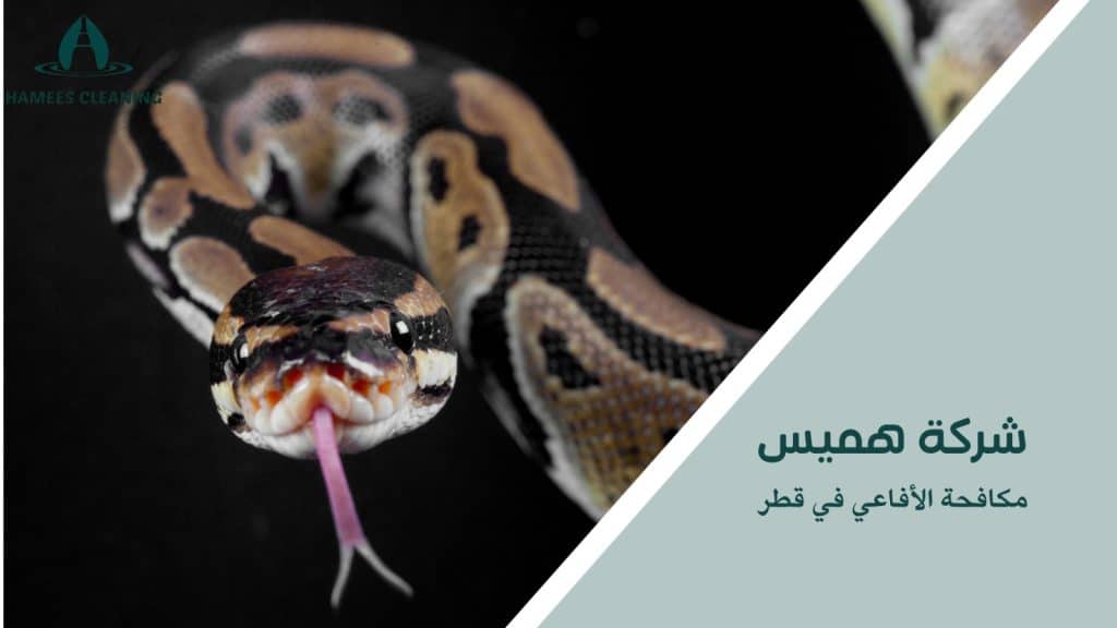 نصائح مكافحة الأفاعي في قطر