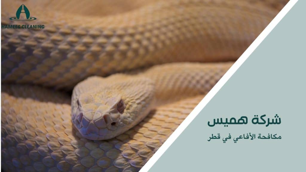 مكافحة الأفاعي في قطر