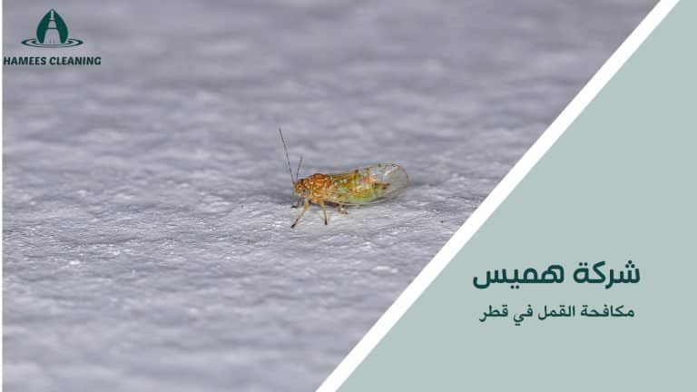  مكافحة القمل في قطر