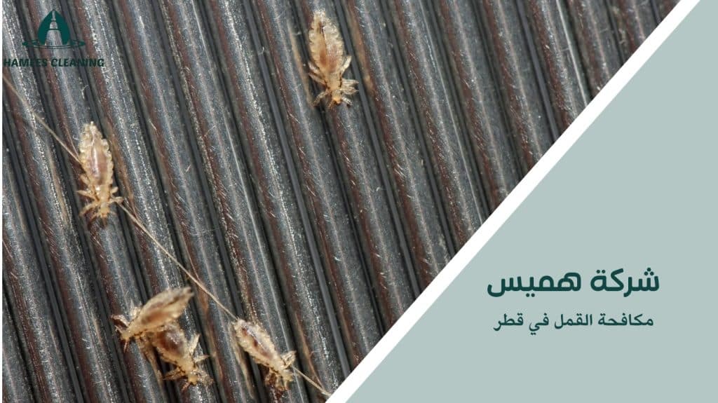 كيفية تجنب الأخطاء أثناء مكافحة القمل في قطر