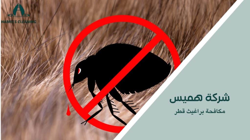 خطوات مكافحة براغيث قطر