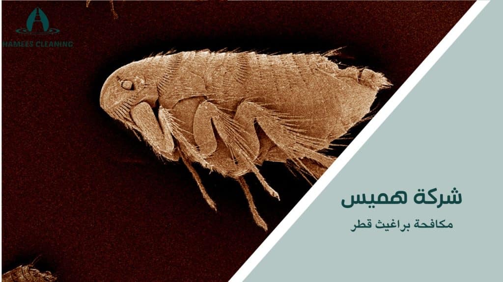 كيفية اختيار شركة مناسبة لـ مكافحة براغيث قطر