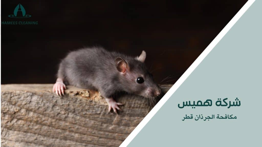   مكافحة الجرذان قطر
