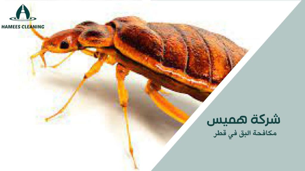 مكافحة البق في قطر