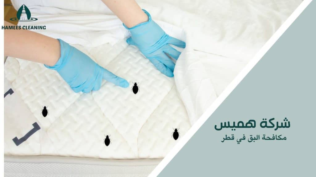 كيفية تجنب أخطاء عند مكافحة البق في قطر