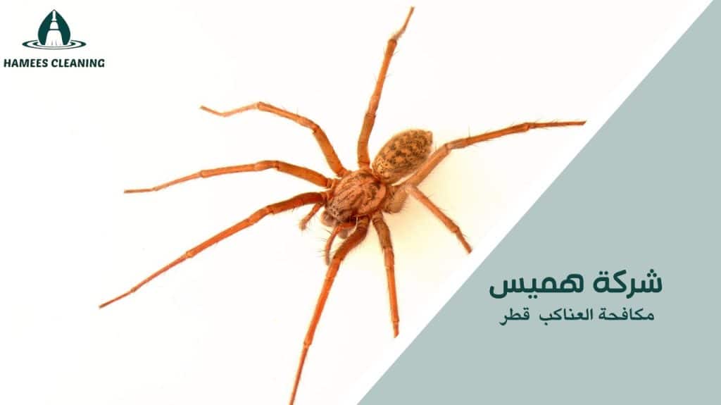 خطوات مكافحة العناكب قطر