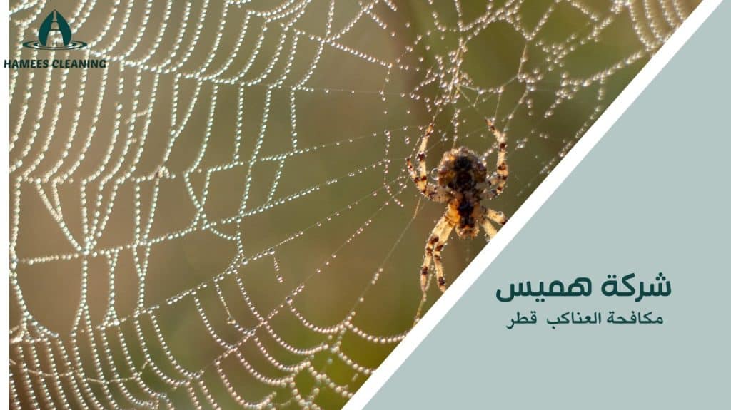 كيفية تجنب أخطاء مكافحة العناكب قطر
