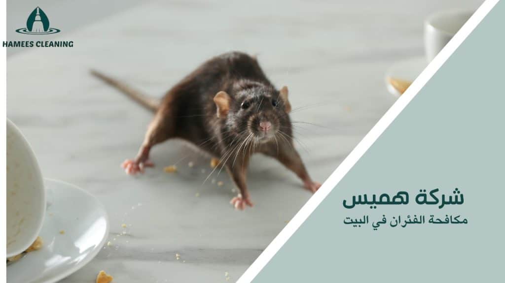 مكافحة الفئران في البيت