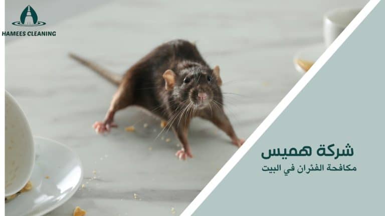 مكافحة الفئران في البيت