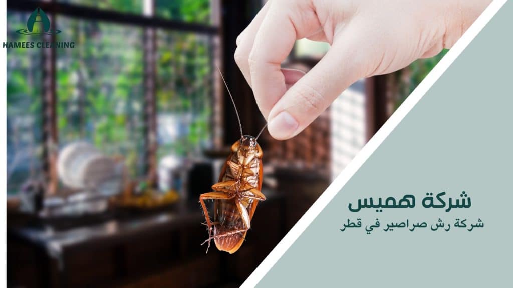 شركة رش صراصير في قطر