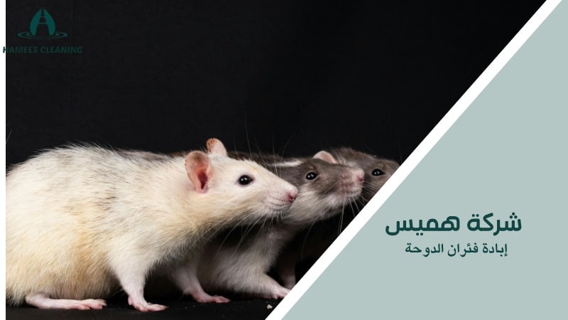 إبادة فئران الدوحة