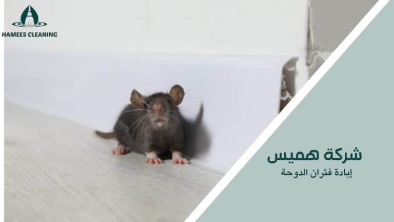 إبادة فئران الدوحة