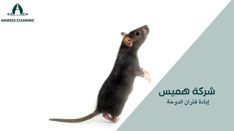 إبادة فئران الدوحة