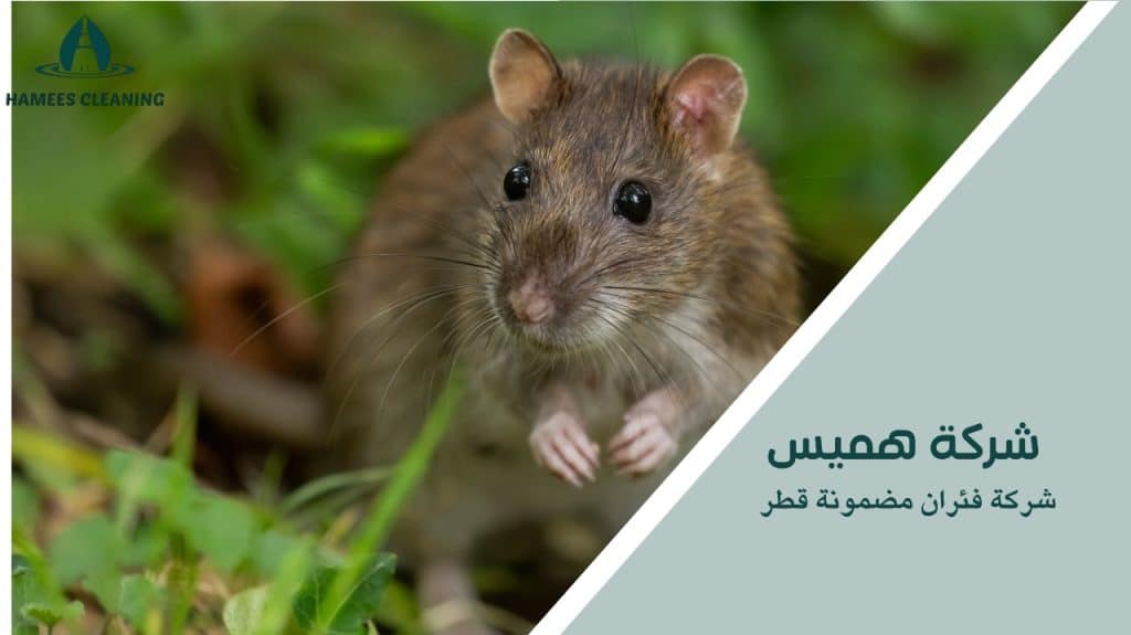 شركة فئران مضمونة قطر