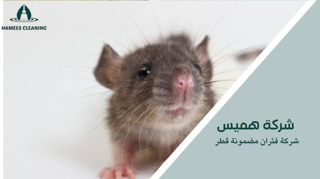 شركة فئران مضمونة قطر