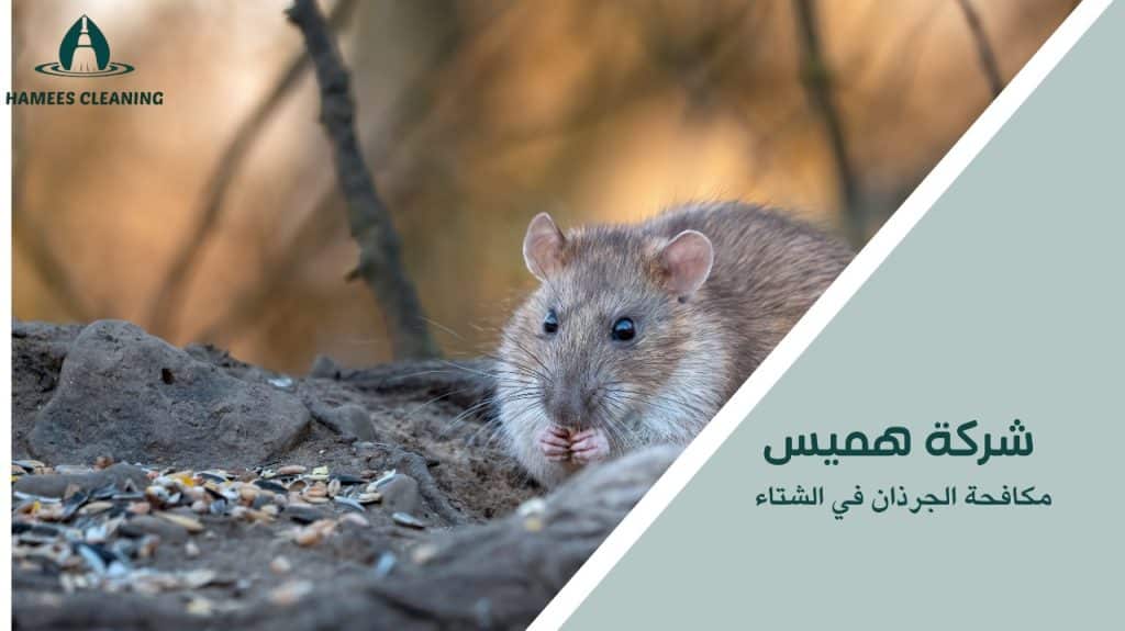 مكافحة الجرذان في الشتاء